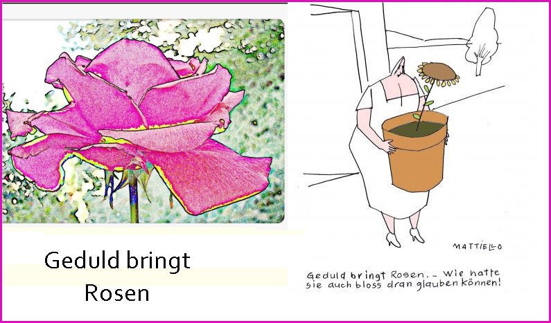 Geduld bringt Rosen