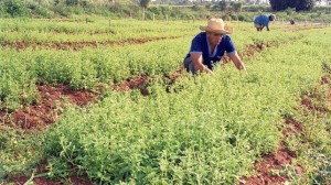 stevia