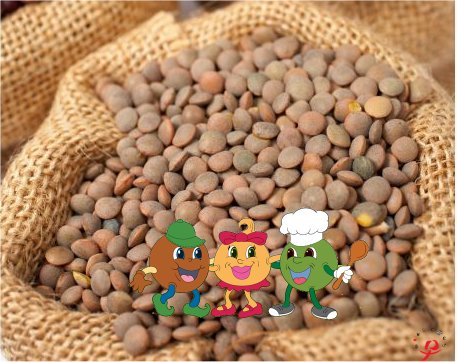 Lentil