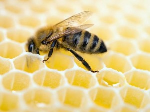 Bienen