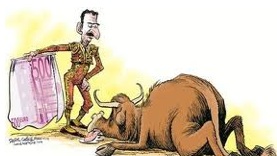 bull