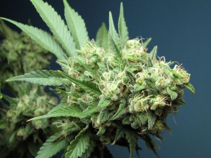 marijuana
