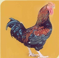 Kuroiler