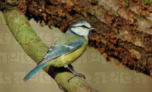 Swiss Songbird
