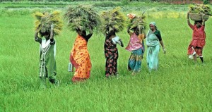 Indian Farmers