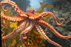 Octopi as Food? A Commercial Venture?
