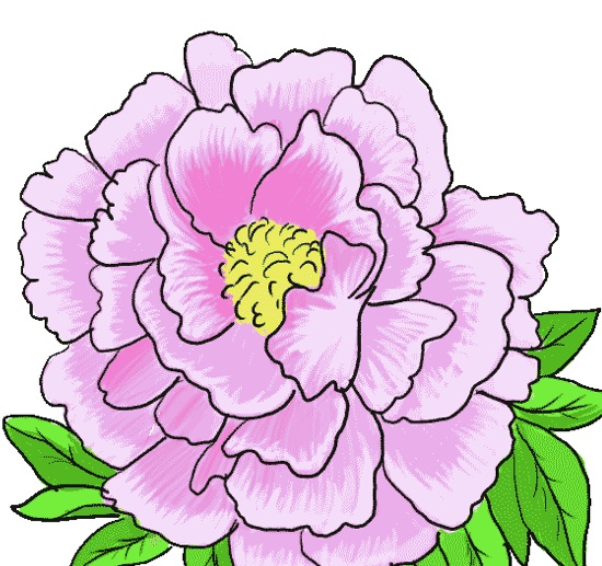 Peonies