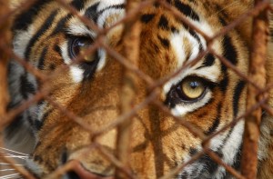 Tigers for Profit