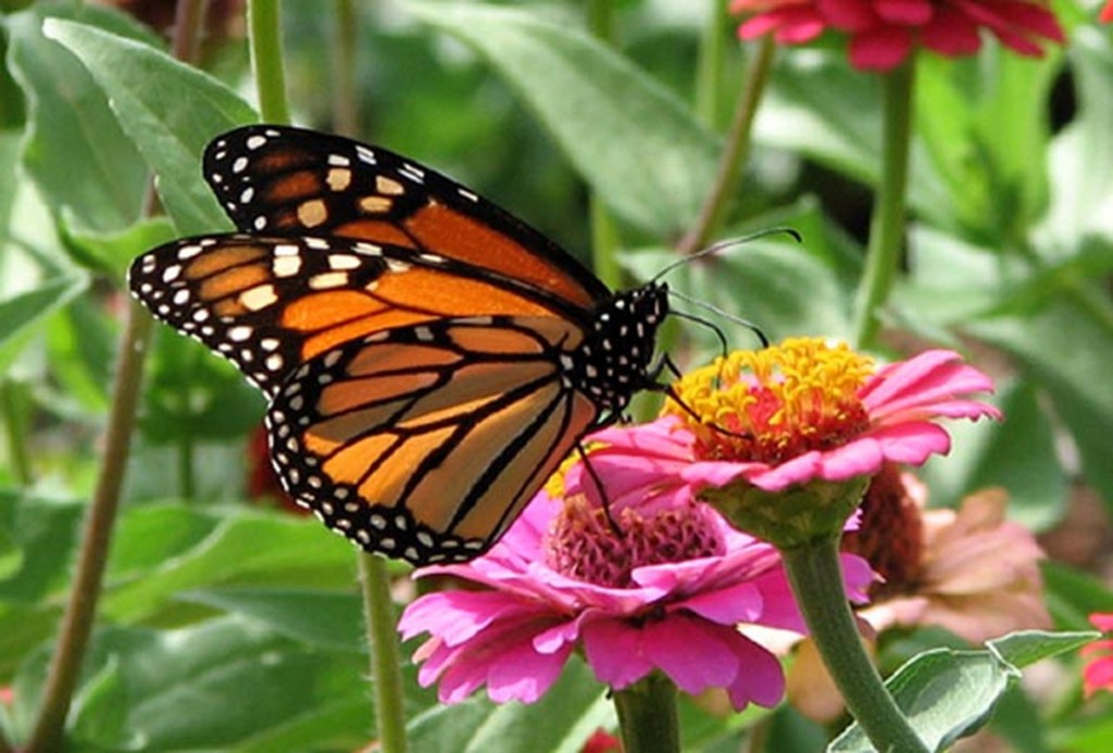Illegal Butterfly Sales