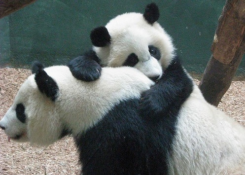 Panda Love