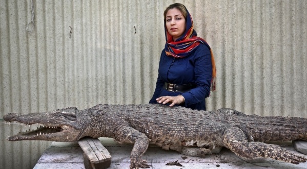 Entrepreneur Breeds Crocodiles