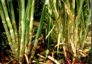 Sugar Cane