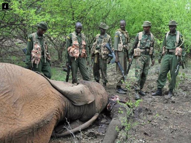 Illegal Poaching
