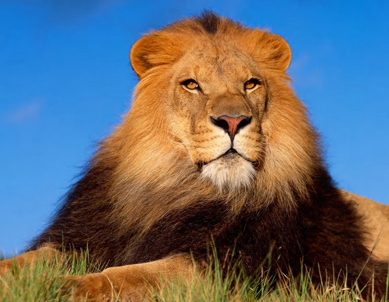 Lions