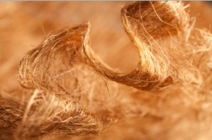 Cellulose Nanofibers