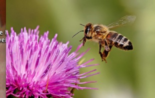 Bees