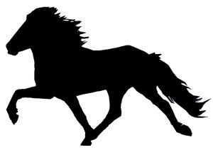 Islandic Horse Tolt